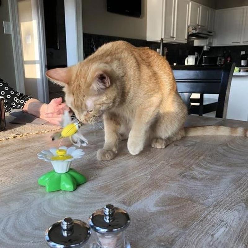 Interactief Vogelspeeltje voor Katten - Purrfect Play