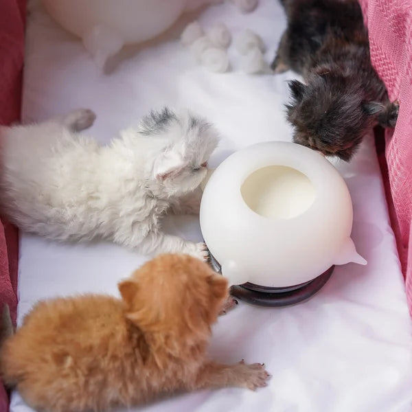 Compacte Melkkom voor Kittens - KittySip