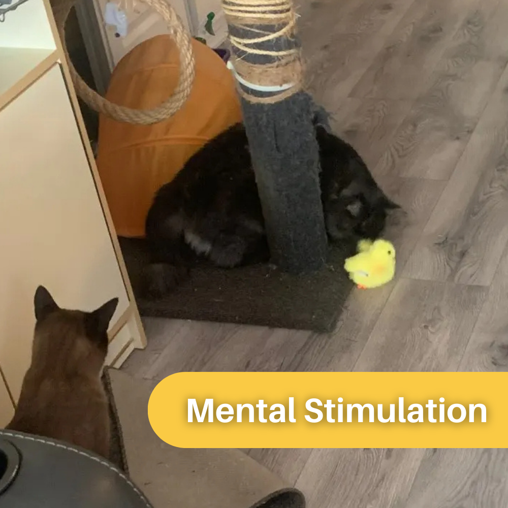 Flappende Eend Speelgoed voor Katten - DuckDash™ (1+1 GRATIS)