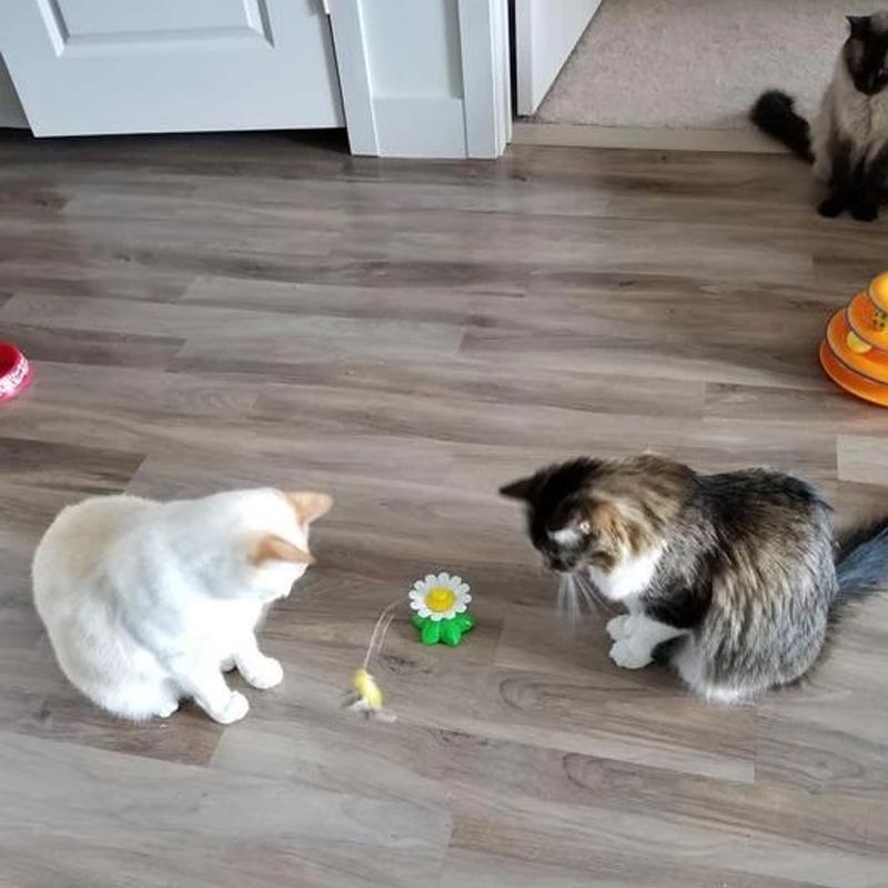 Interactief Vogelspeeltje voor Katten - Purrfect Play