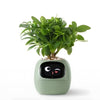 Automatische Smart Bloempot - GreenBuddy SmartPot