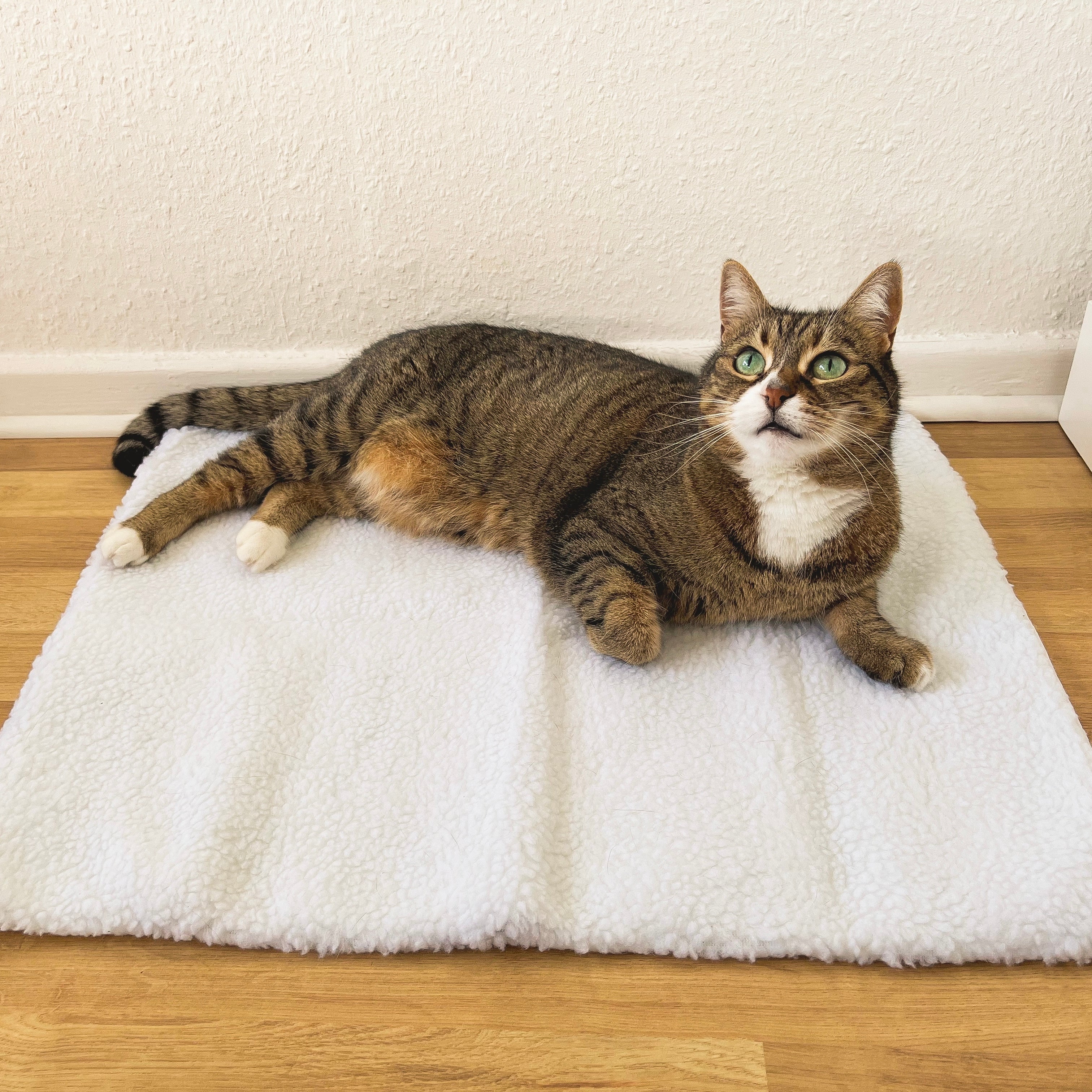 Zelfverwarmende Kattenmat - WarmPurr™