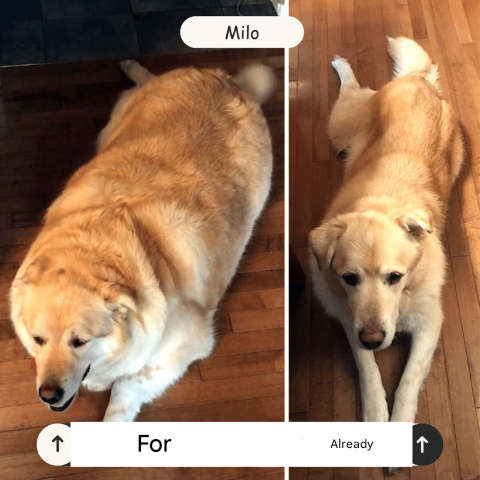 Oplaadbare Ballenschieter voor Honden – FetchPro