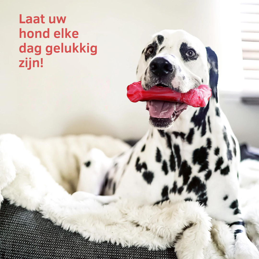 De Speelse Tandverzorger voor Honden - BuddyChew