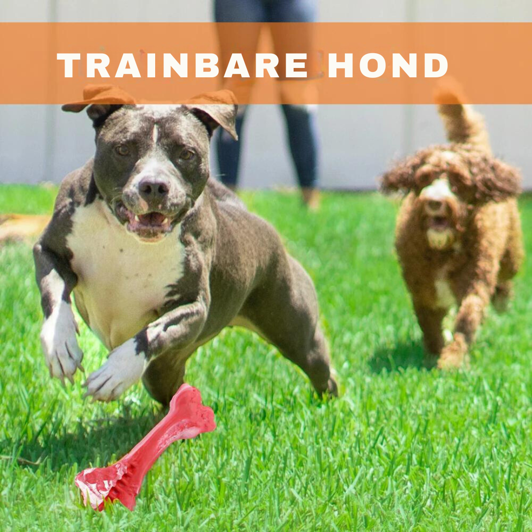 De Speelse Tandverzorger voor Honden - BuddyChew