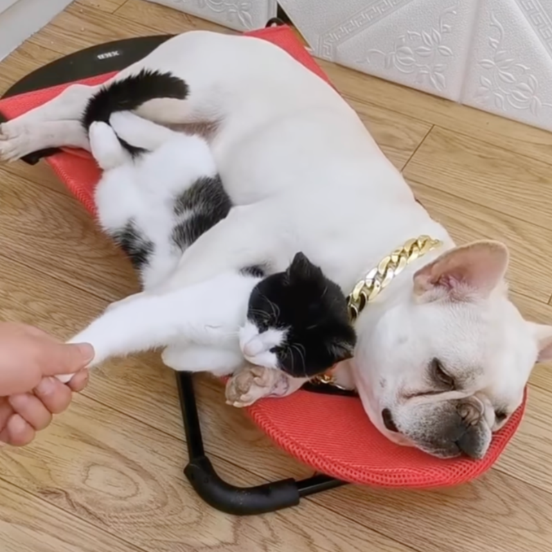 Luxe Schommelstoel voor Honden - Swingo