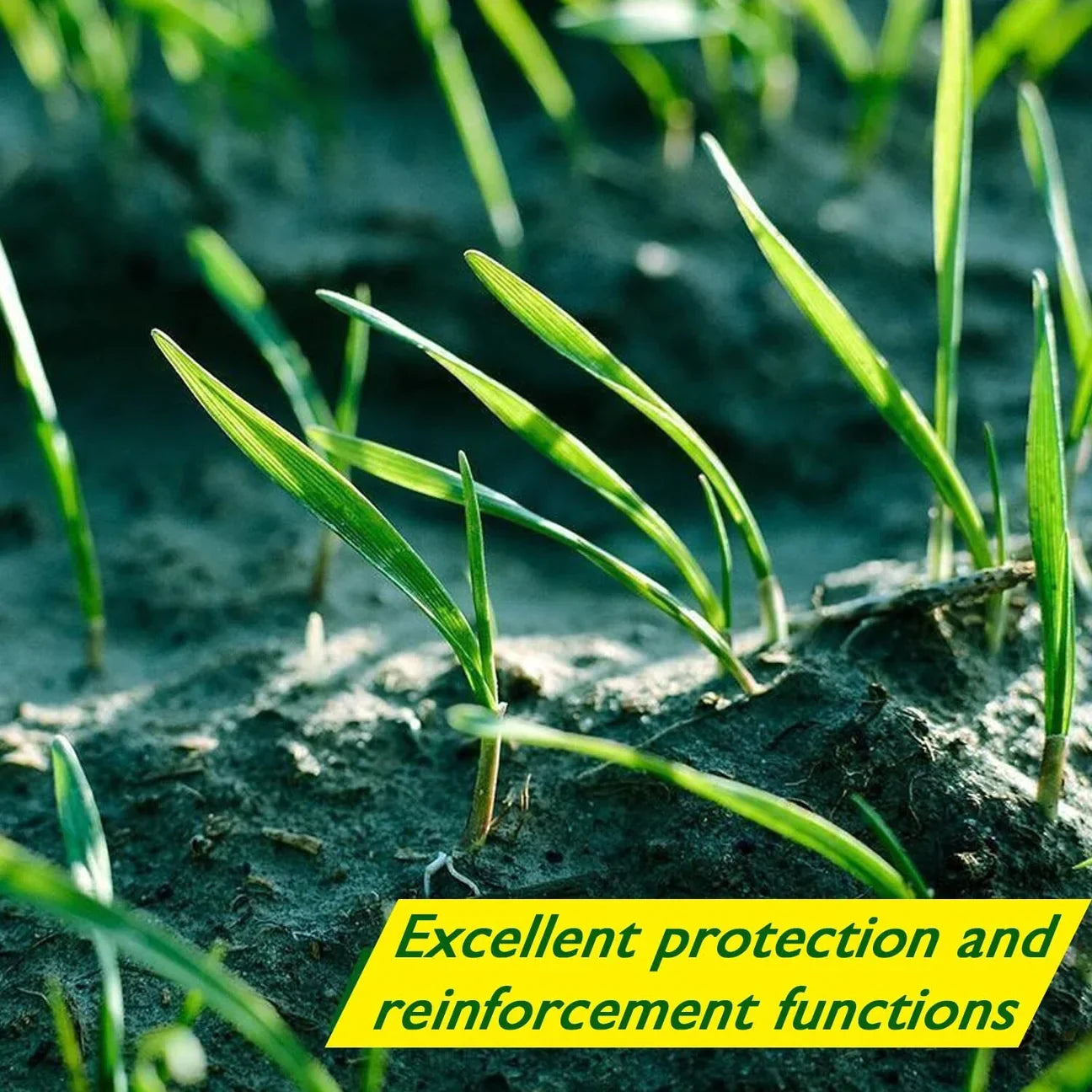 Biologisch Afbreekbare Graszaadmat - Verdi