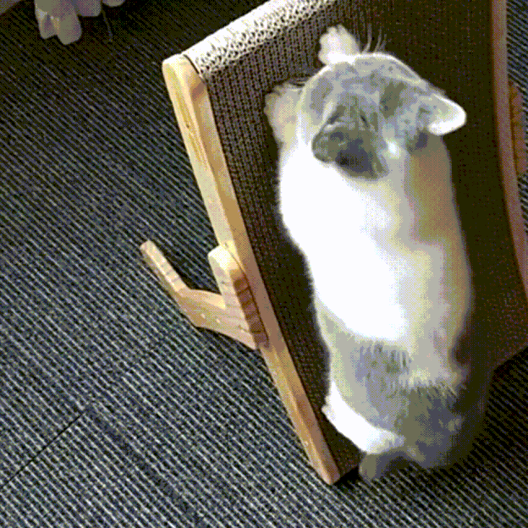 Dé 3-in-1 Krabpaal en Ligstoel voor Katten - ClawLounge™