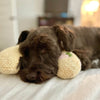 Comfortabel Kussen voor Honden - CalmNest